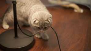 Jak odepnout kočičí drát